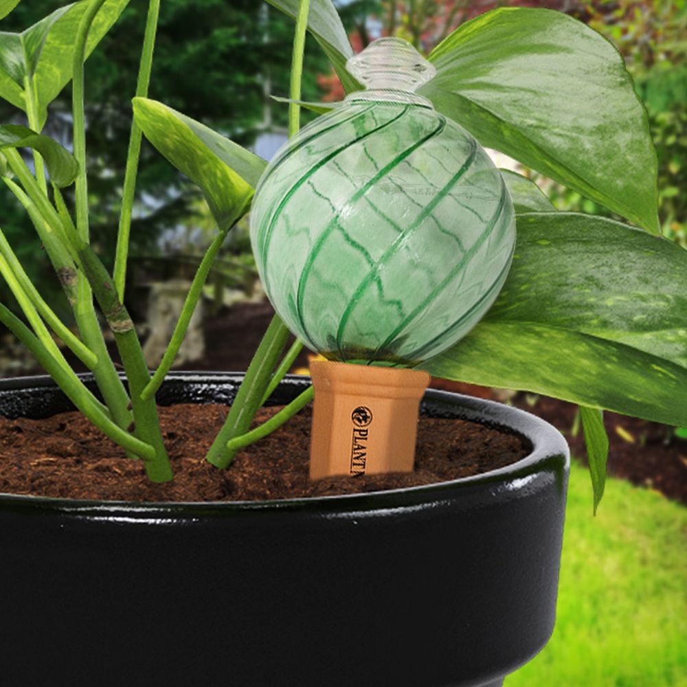 Plant Nanny Spiral Watering Globe 24 oz. Green